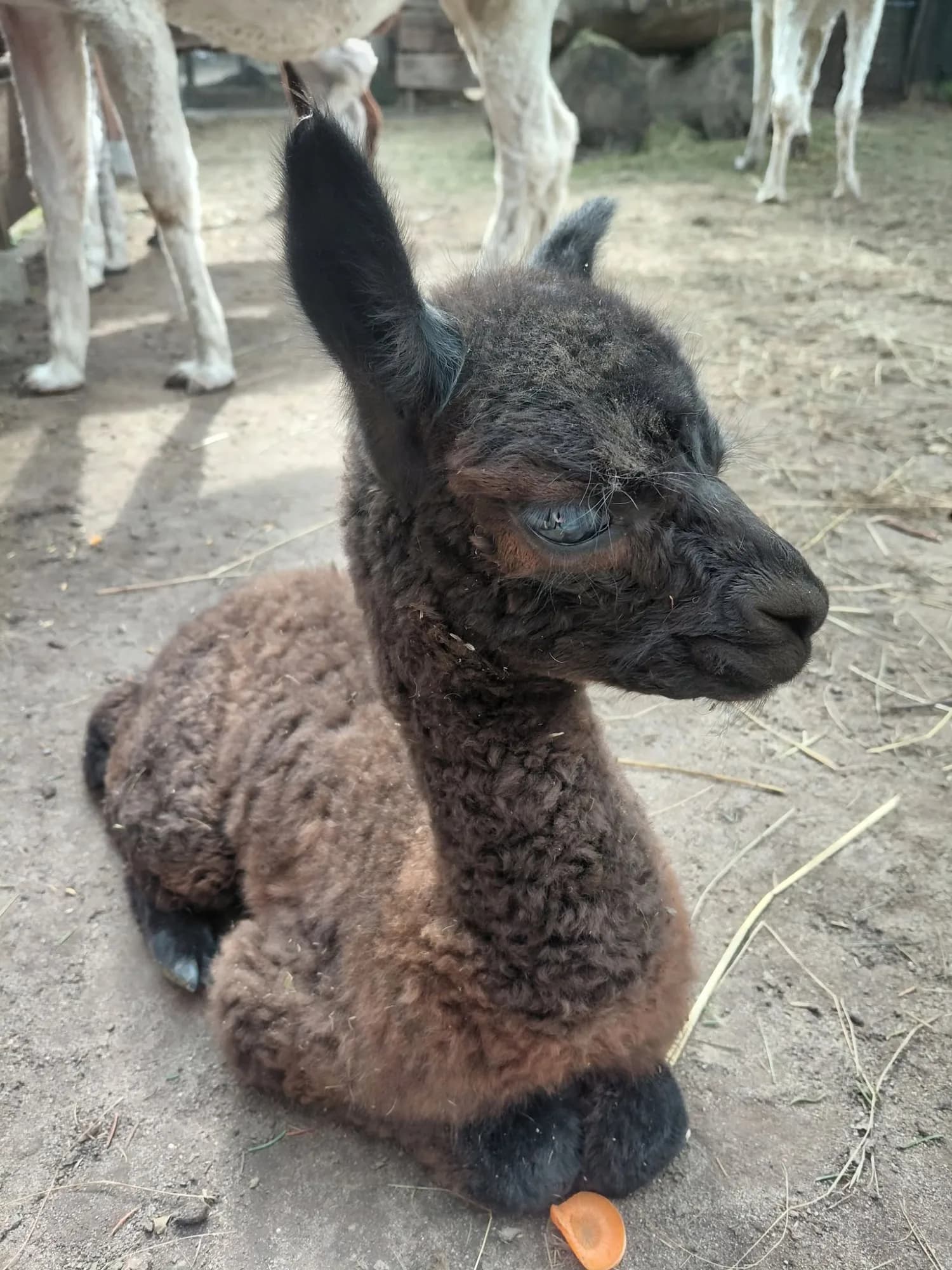 Mini Zoo Wicie