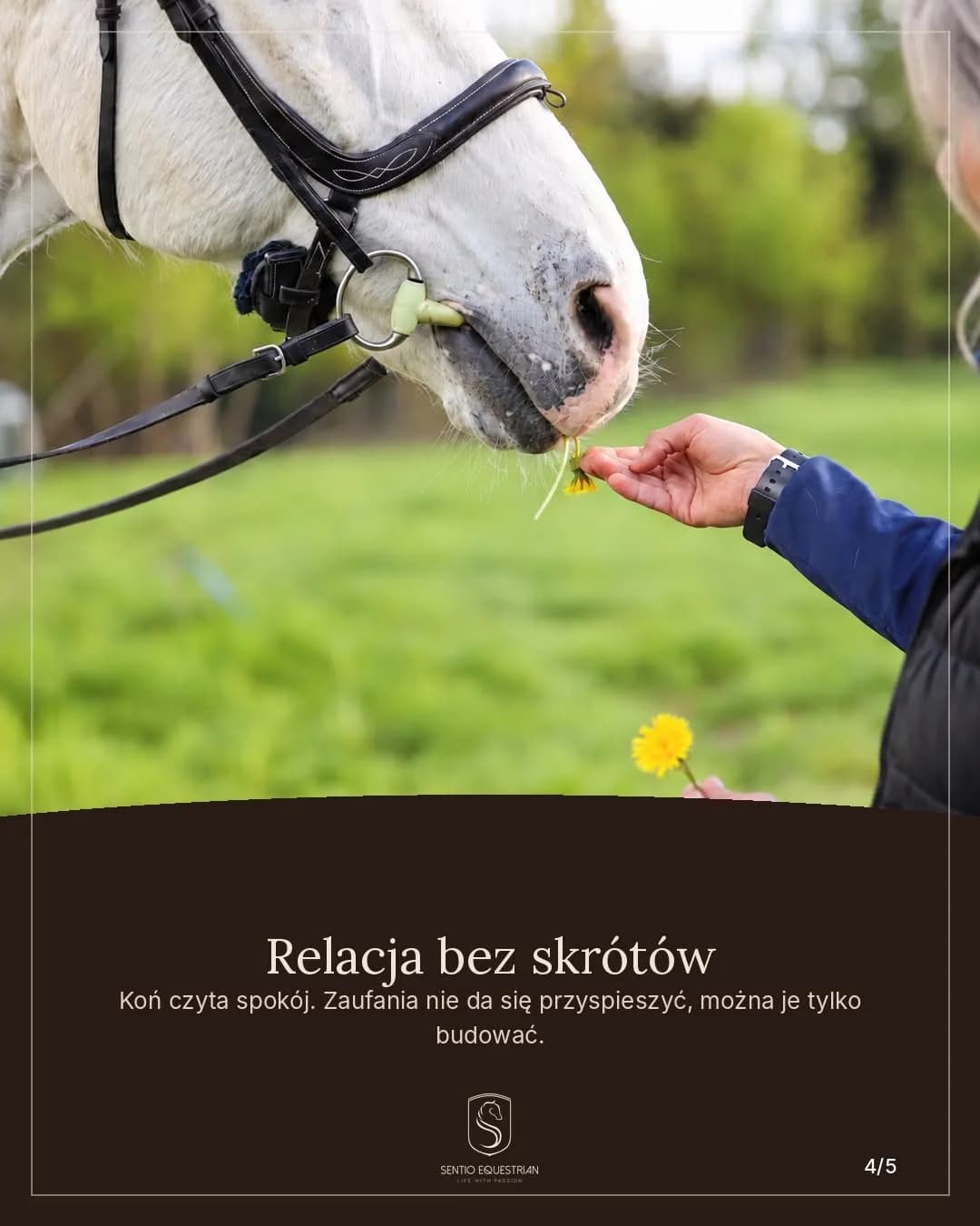 Sentio Equestrian