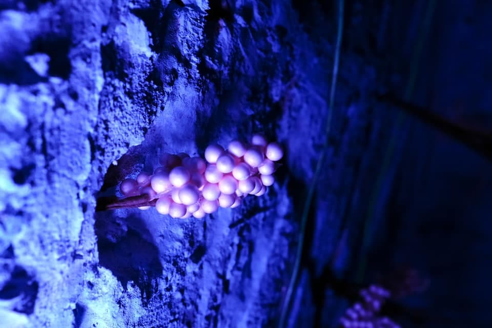 Secreto-Escape Room