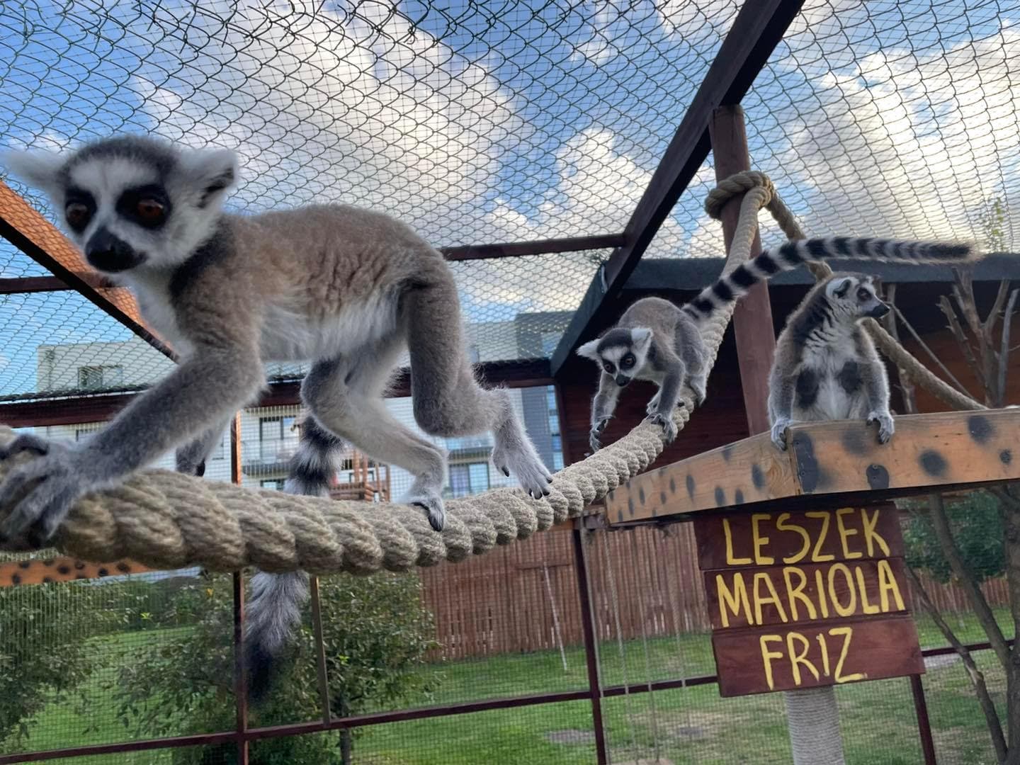 Lemur Park