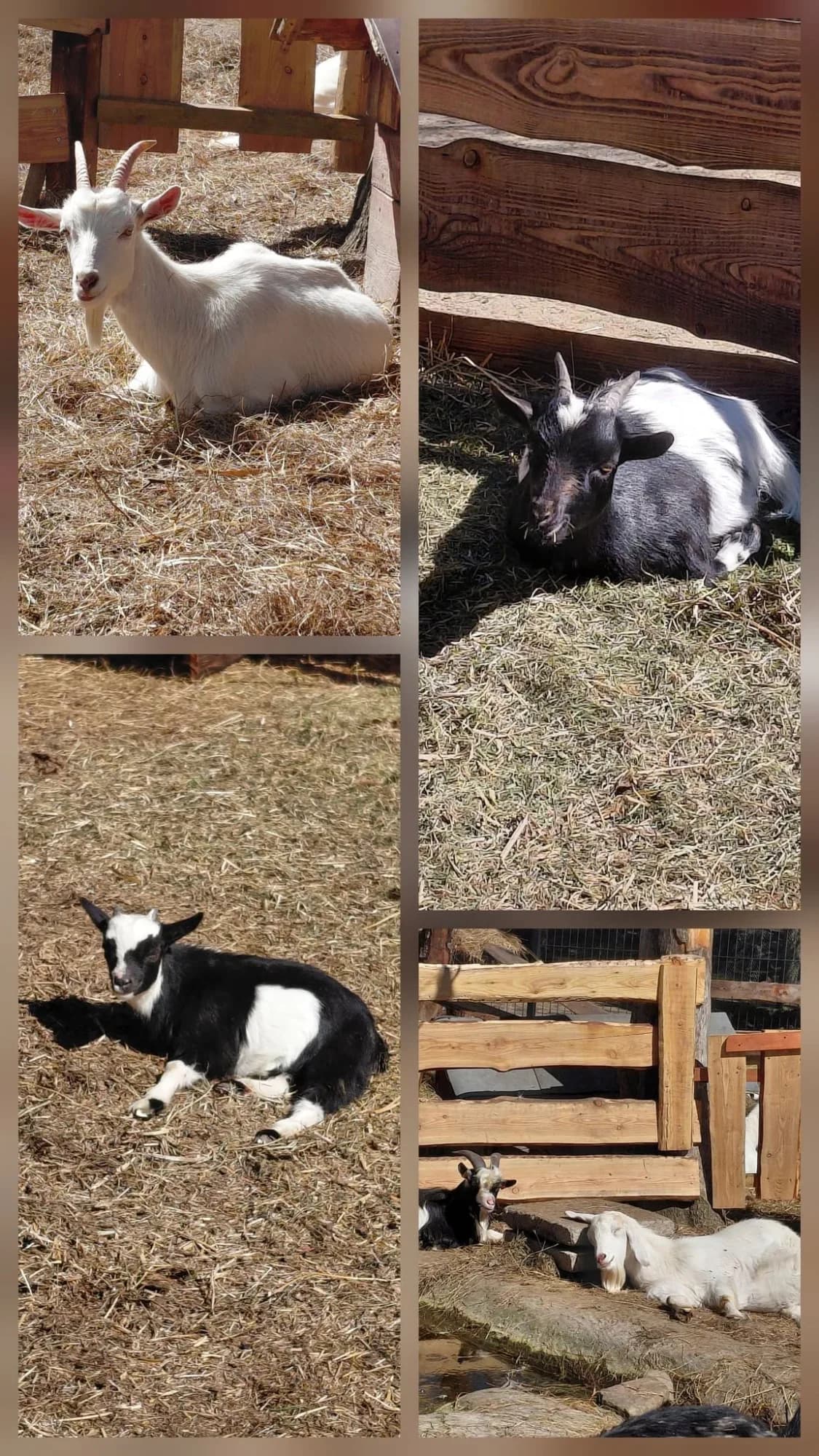 Mini Zoo Wicie