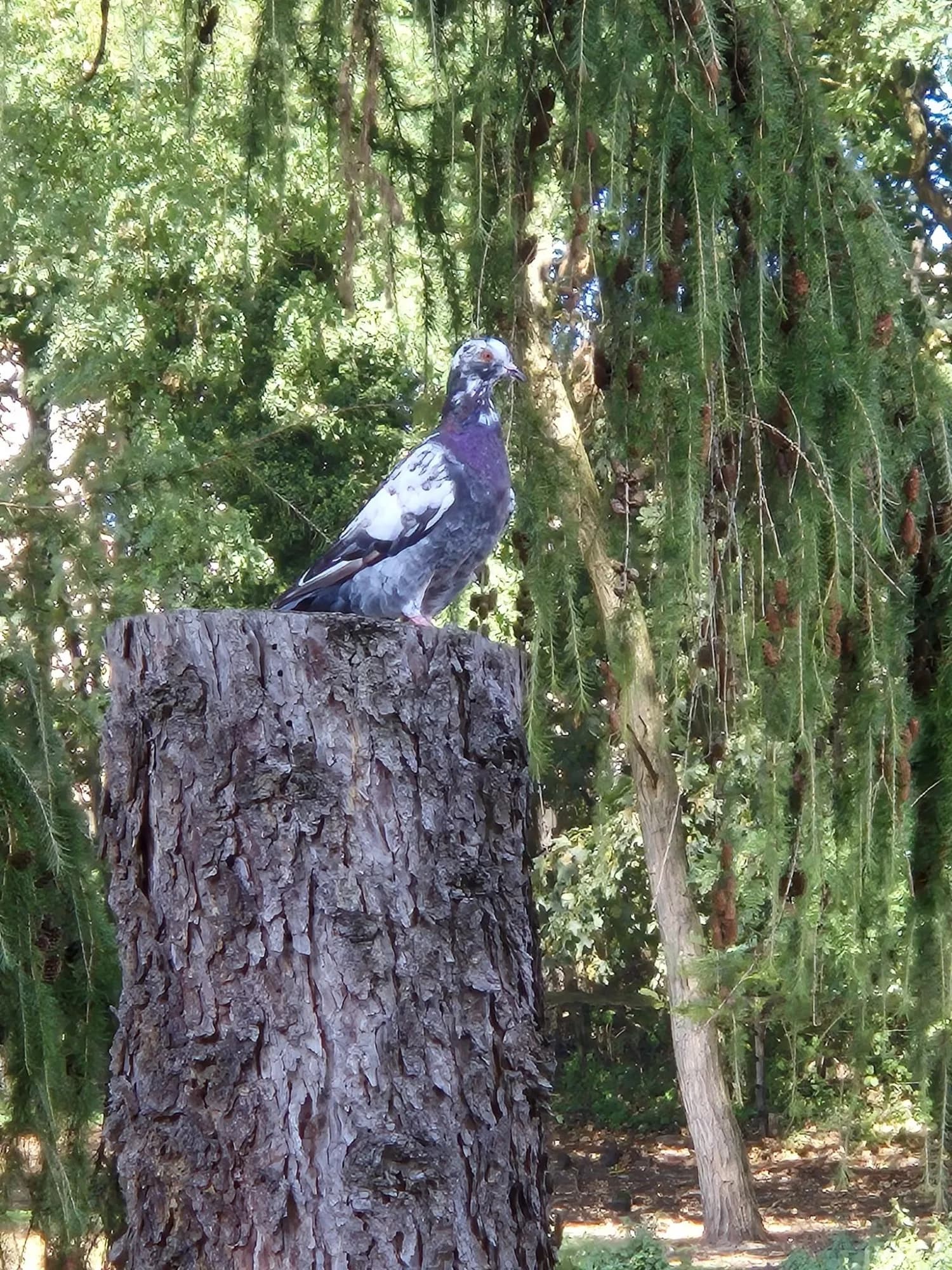 Zamkowa Zagroda