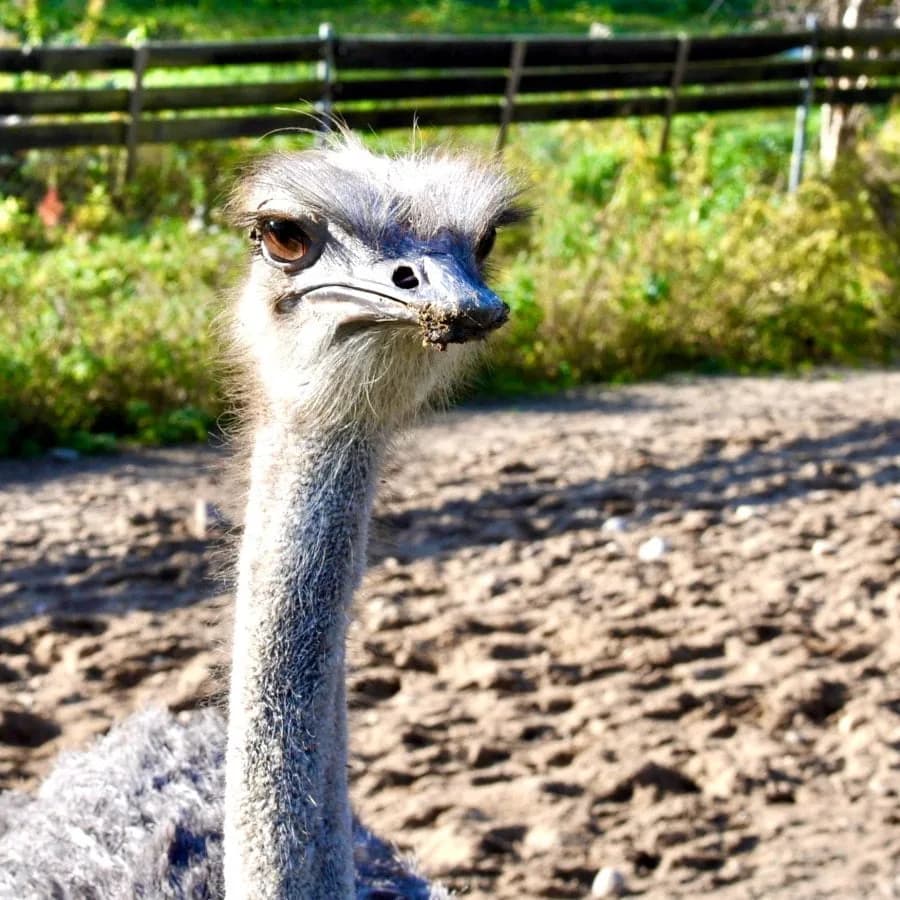 Ziołowa Dolina – Mini ZOO