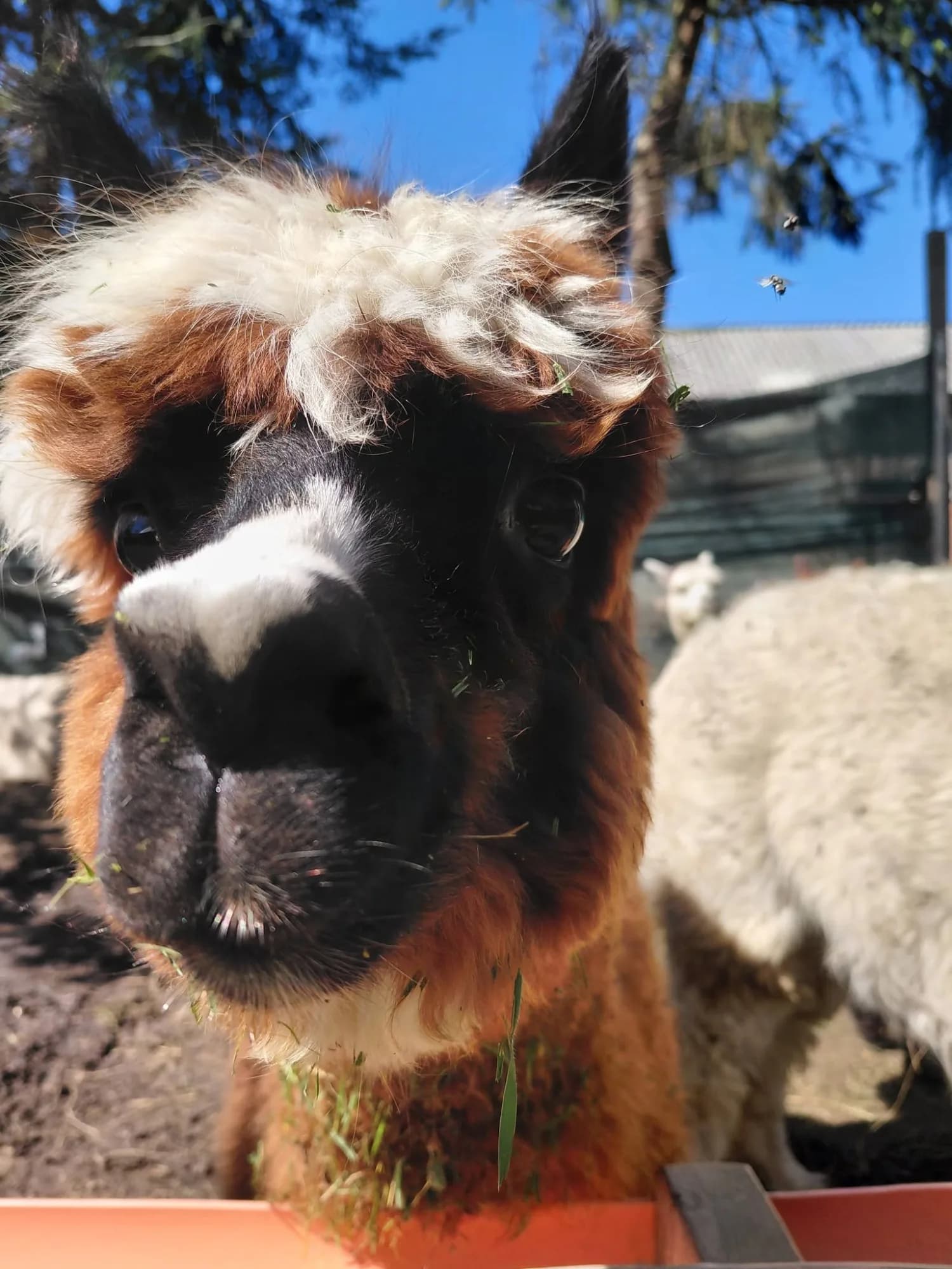 Mini Zoo Wicie