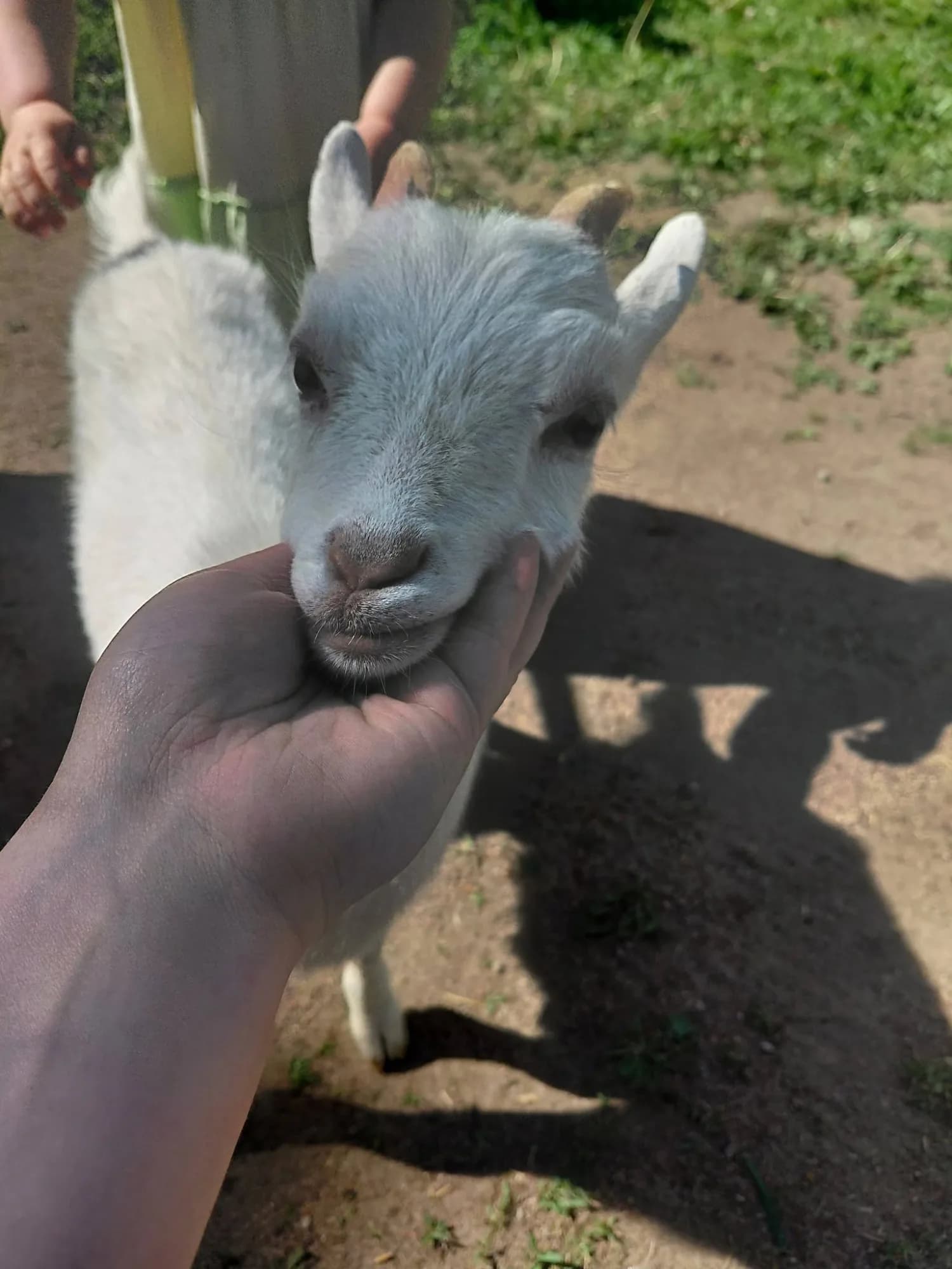 Mini Zoo Wicie