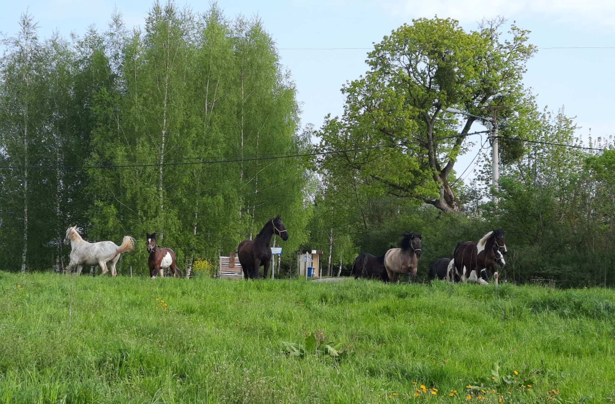 Stajnia Gajrowskie