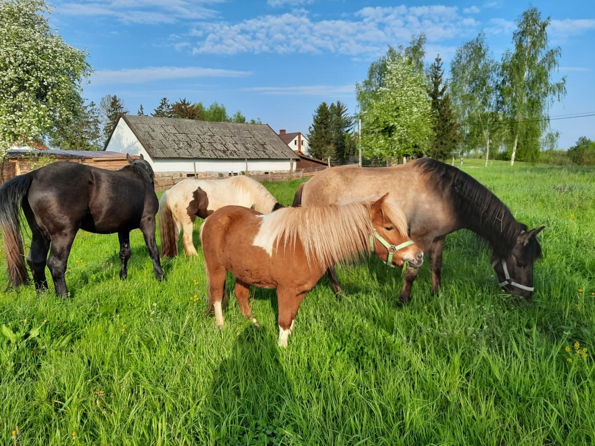 Stajnia Gajrowskie